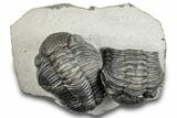 Pedinopariops Trilobite With Partial - Mrakib, Morocco #287719-1